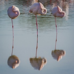 01-2021 Oiseaux camargue 0398-0398