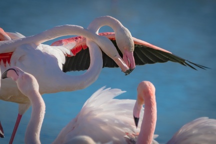 01-2021 Oiseaux camargue 0732-0732