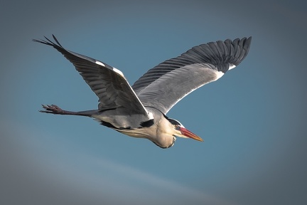 01-2021 Oiseaux camargue 3862-3862