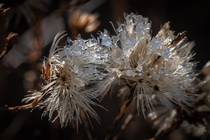 01-2021 fleurs d'hiver 3693-3693