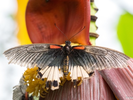 Noeud papillon