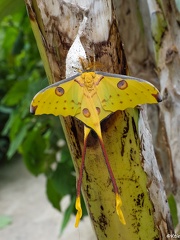 Comète de Madagascar