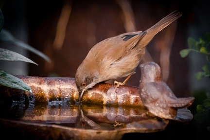 01-2021 Oiseaux au bain 0208-0208