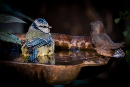 01-2021 Oiseaux au bain 0286-0286