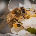 03-2021 abeilles et cerisiers 4954-4954