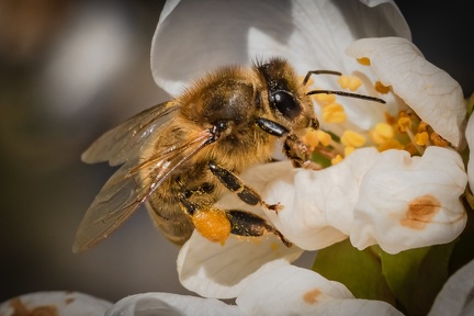 03-2021 abeilles et cerisiers 4954-4954