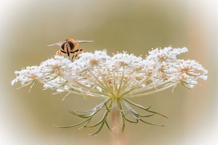 08-2021 - insectes les Courtioux 3 - 2116-2116