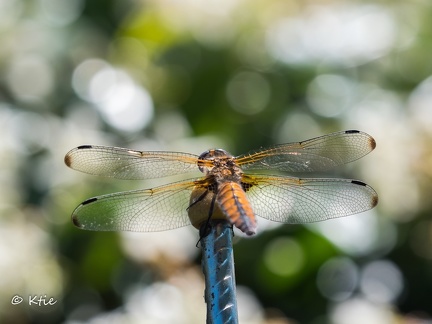 Sympetrum P5262222-1