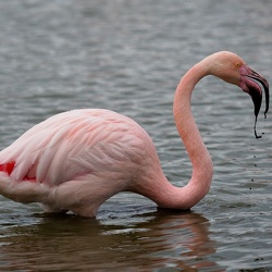 Flamands roses