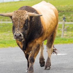 Vaches Aubrac