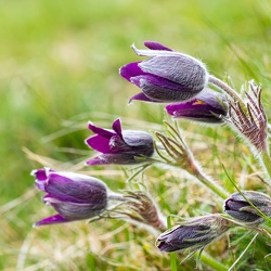 Fleurs Aubrac