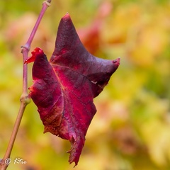 Mon coeur en automne