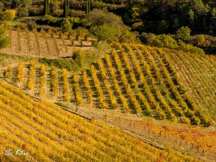 Coeur de vignes