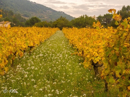 Fleurs dans les vignes