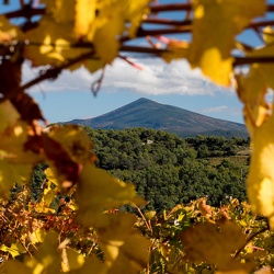 Dans les vignes en automne