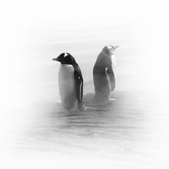 Manchots antarctique