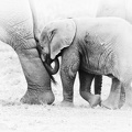 Elephants Kenya.jpg