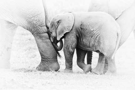 Elephants Kenya