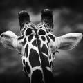 Girafe Kenya