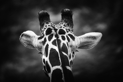 Girafe Kenya