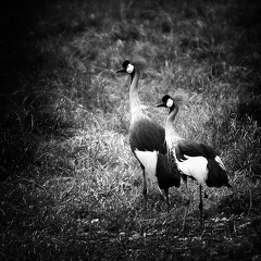 Grues royales Tanzanie