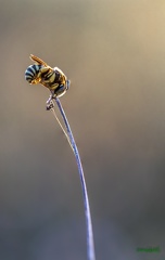 18062020-Sans titre4.tif abeille