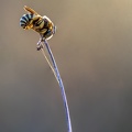 18062020-Sans titre4.tif abeille.JPG