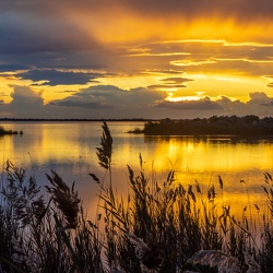 Camargue