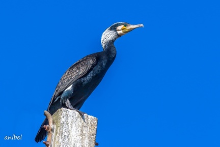 6J8A3218-Modifier.tif 4