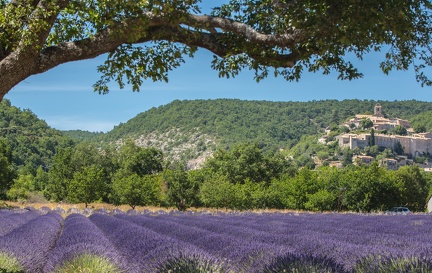 06072016-lavandes banon 018