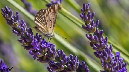 06072016-lavandes banon 027