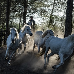 Camargue