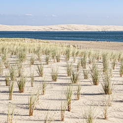 Cap Ferret