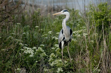 HERON CENDRE - CAMARGUE