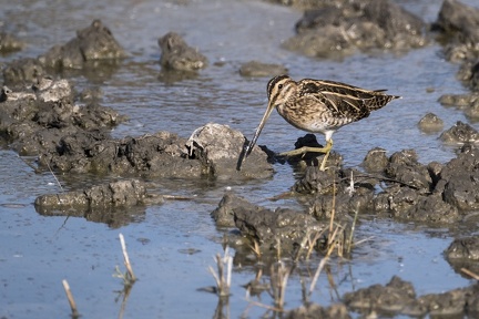 BECASSINE DES MARAIS - CAMARGUE