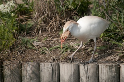 HERON GARDE-BOEUFS - CAMARGUE