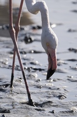 FLAMANT ROSE - CAMARGUE