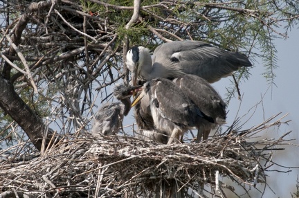 HERON CENDRE - CAMARGUE