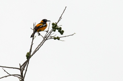 ORIOLE TROUPIALE - VENEZUELA