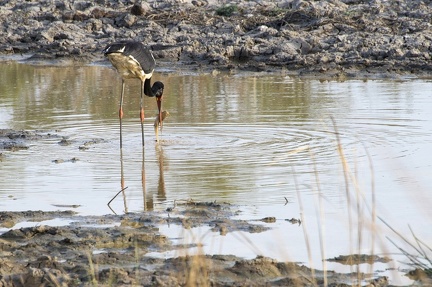 CIGOGNE NOIRE - BENIN