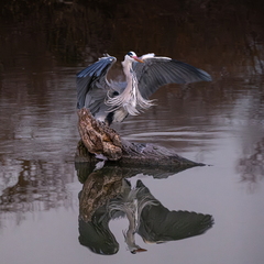  DSF4737-Avec accentuation-Bruit