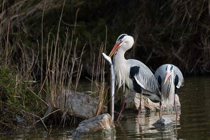 DSCF1340-Avec accentuation-Bruit-850