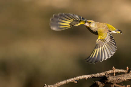 DSCF3862-Avec accentuation-Bruit