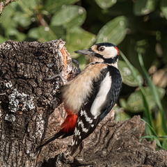 DSCF3277-Avec accentuation-Bruit