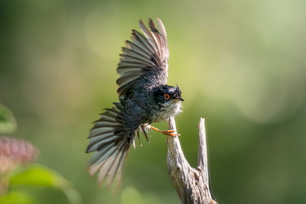 DSCF6371-Avec accentuation-Bruit-1391-2