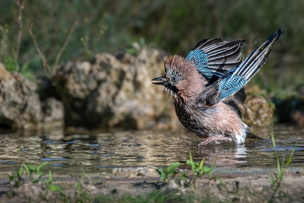 DSCF7544-Avec accentuation-Bruit-1212