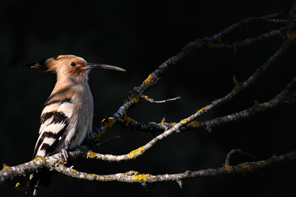 DSCF6898-Avec accentuation-Bruit-1396