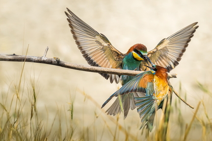 DSCF8654-Avec accentuation-Bruit-1400-2