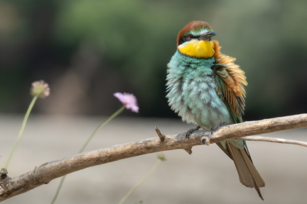 DSCF8838-Avec accentuation-Bruit