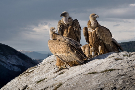 GMIG2001-725-736-737